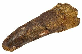 Fossil Spinosaurus Tooth - Real Dinosaur Tooth #344583