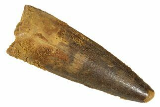 Fossil Spinosaurus Tooth - Real Dinosaur Tooth #344589