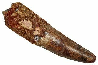 Fossil Spinosaurus Tooth - Real Dinosaur Tooth #344867