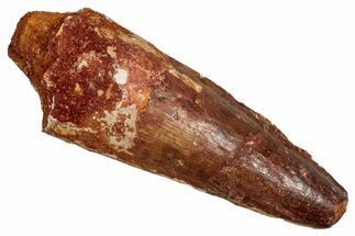 Fossil Spinosaurus Tooth - Real Dinosaur Tooth #344896