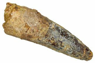 Fossil Spinosaurus Tooth - Real Dinosaur Tooth #344899