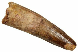 Fossil Spinosaurus Tooth - Real Dinosaur Tooth #344903