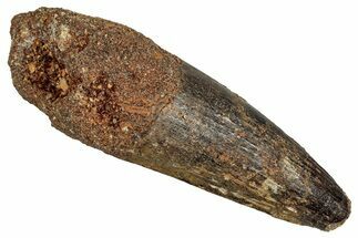 Fossil Spinosaurus Tooth - Feeding Worn Tip #344904