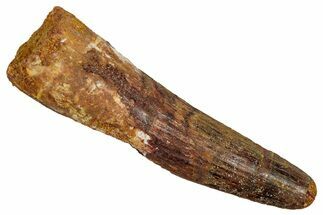 Fossil Spinosaurus Tooth - Real Dinosaur Tooth #344911