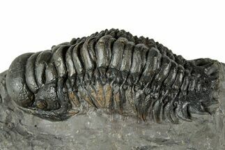 Detailed Crotalocephalina Trilobite - Atchana, Morocco #345023