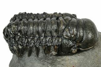 Detailed Crotalocephalina Trilobite - Atchana, Morocco #345025