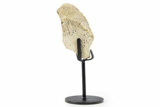 Fossil Hadrosaur Limb Bone Section w/ Metal Stand - South Dakota #339929