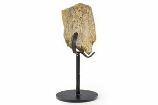 Fossil Hadrosaur Limb Bone Section w/ Metal Stand - South Dakota #339915