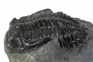 Large Hollardops Trilobite Fossil - Ofaten, Morocco #345163