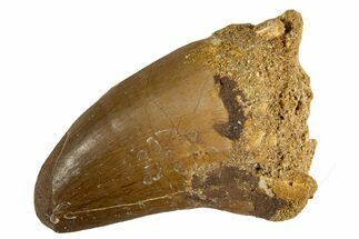 Fossil Mosasaur (Thalassotitan) Tooth - Morocco #345103