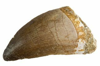 Fossil Mosasaur (Thalassotitan) Tooth - Morocco #345110