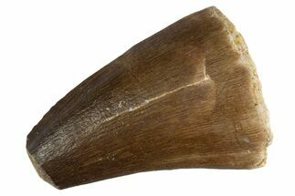 Fossil Prognathodontid Mosasaur Tooth - Feeding Worn Tip #345116