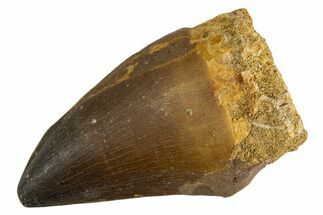 Fossil Prognathodontid Mosasaur Tooth - Morocco #345117