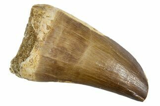 Fossil Prognathodontid Mosasaur Tooth - Morocco #345123