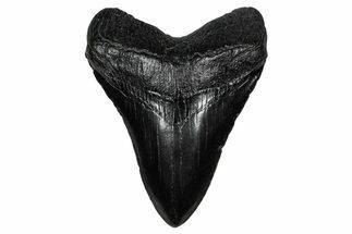 Fossil Megalodon Tooth - South Carolina #340287
