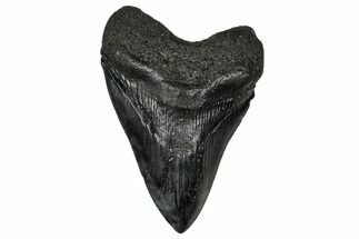 Fossil Megalodon Tooth - South Carolina #340293