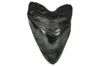 Fossil Megalodon Tooth - South Carolina #340294
