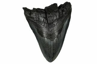 Fossil Megalodon Tooth - South Carolina #340295