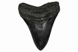 Fossil Megalodon Tooth - South Carolina #340301