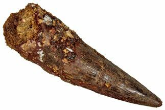 Fossil Spinosaurus Tooth - Real Dinosaur Tooth #344602