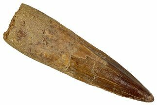 Fossil Spinosaurus Tooth - Real Dinosaur Tooth #344608