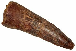 Fossil Spinosaurus Tooth - Real Dinosaur Tooth #344621