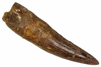 Fossil Spinosaurus Tooth - Restored Tip #344630