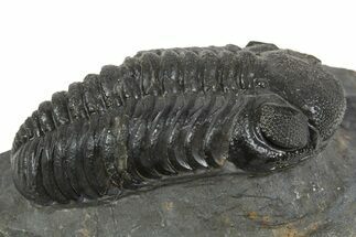 Detailed Austerops Trilobite - Ofaten, Morocco #345186