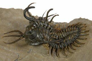Short-Fork Walliserops Hammi Trilobite - Foum Zguid, Morocco #345190