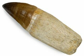 Fossil Rooted Mosasaur (Thalassotitan) Tooth - Morocco #345197