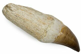 Fossil Rooted Mosasaur (Thalassotitan) Tooth - Morocco #345201