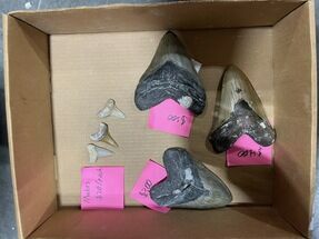Lot Of Unlisted Megalodon Teeth + Morocco Makos #345363