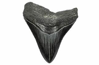 Serrated, Fossil Megalodon Tooth - South Carolina #341462