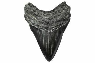 Serrated, Fossil Megalodon Tooth - South Carolina #341463