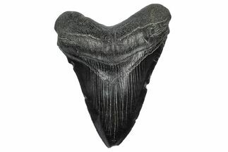 Fossil Megalodon Tooth - South Carolina #341466