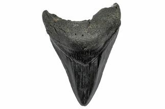 Fossil Megalodon Tooth - South Carolina #341472