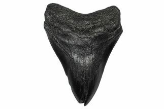 Fossil Megalodon Tooth - South Carolina #341473