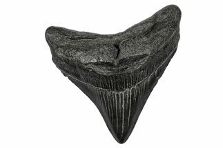Fossil Megalodon Tooth - South Carolina #341490