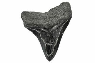 Serrated, Fossil Megalodon Tooth - South Carolina #341491