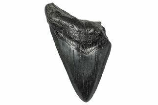Bargain, Fossil Megalodon Tooth - South Carolina #341498