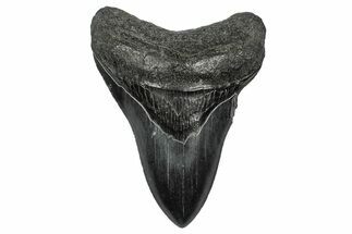 Serrated, Fossil Megalodon Tooth - South Carolina #344636