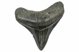 Serrated, Posterior Fossil Megalodon Tooth - South Carolina #344637