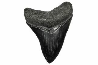 Serrated, Fossil Megalodon Tooth - South Carolina #344638