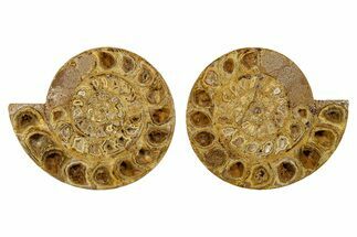 Cut & Polished Jurassic Ammonite (Perisphinctes) Fossil #344932