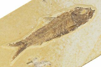 Detailed Fossil Fish (Knightia) - Wyoming #345366