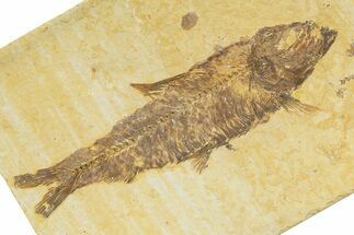 Detailed Fossil Fish (Knightia) - Wyoming #345367