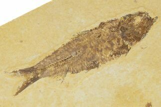 Detailed Fossil Fish (Knightia) - Wyoming #345368