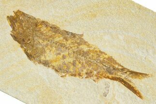 Detailed Fossil Fish (Knightia) - Wyoming #345373