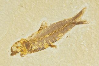 Detailed Fossil Fish (Knightia) - Wyoming #345382