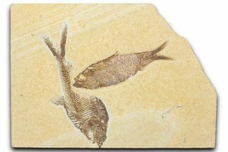 Slab With Two Fossil Fish (Diplomystus & Knightia) - Wyoming #345396